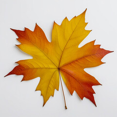 Obraz premium autumn colorful leaves