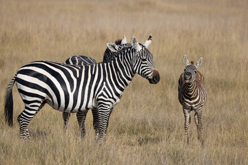 Common Zebra with Baby posing at Amboseli