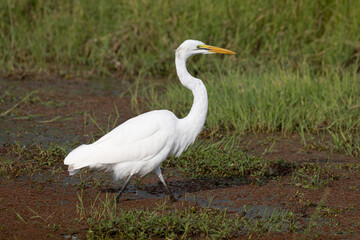 Egret at Amboseli National Park