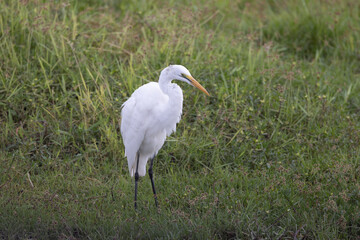 Egret at Amboseli National Park