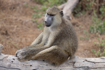 Olive Baboons with Baby and Young ones Amboseli