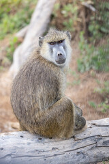Olive Baboons with Baby and Young ones Amboseli