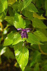 Aromatic and healing sage plant in bloom, spring 2024. A bumblebee flying among the vibrant flowers.