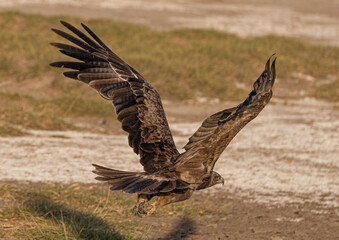 Tawny Eagle in flight iin Amboseli National Park