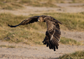 Tawny Eagle in flight iin Amboseli National Park