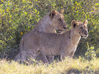 Female Lion in pride with a adolescent cub