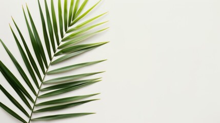 Obraz premium Tropical palm leaf shadows cast on a bright white surface create a fresh, natural vibe perfect for any design project.