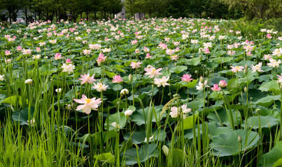 Pink lotus flowers on the pond of Semiwon Lotus Museum near Yangpyeong-gun, South Korea