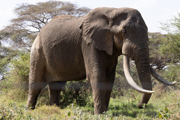 Naklejka premium Large Tusker Male Elephant in Amboseli National Park