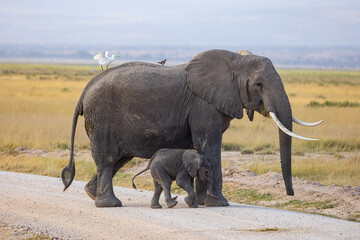 Matriarch elephant with small baby elephant