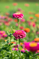 Close up of pink common zinnia with green grass filed during sunny day in summer with mountain alps and nature with sky in background.