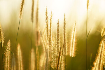 Soft Golden Grass in Warm Sunset Glow