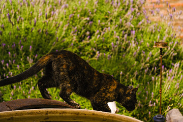 Portrait of a Calico Cat: A Three-Colored Black and White Beauty, Symbol of Good Luck. The tortoiseshell coat, named for its resemblance to the intricate patterns of tortoiseshell, adds to the cat's u