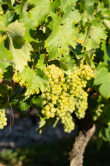 Close up of white grapevine during bearing season on its tree with branches in vineyard,  with its tree and green nature 