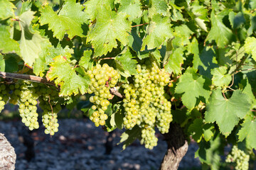 Close up of white grapevine during bearing season on its tree with branches in vineyard,  with its tree and green nature 