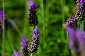 Blooming lavender filled with bees at the start of spring 2024. Beautiful violet, lilac plant in the sunlight. Bees heading to collect nectar with their proboscis extended