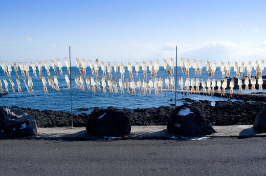 Raw squids are being dried against volcanic roocks and blue sea at Jeju-si near Jeju-do Island, South Korea 