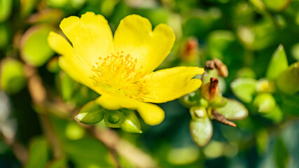 ポーチュラの花