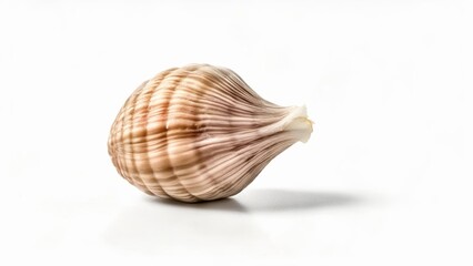  Natural beauty of a seashell in focus