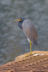 great blue heron in the water