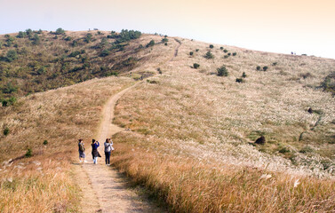 Pyoseon-myeon, Seogwipo-si, Jeju-do Island, South Korea - October 12, 2018: Tourists are taking picture on the trail of Ttalabi-oleum filled with silver grass