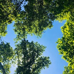 Fototapeta premium A view looking up at the dense canopy of leaves and branches overhead