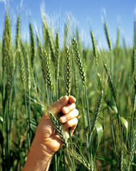 Wheat Crop 2 months before harvest.in the central west of New South Wales, Australia.