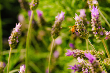 Blooming lavender filled with bees at the start of spring 2024. Beautiful violet, lilac plant in the sunlight. Bees heading to collect nectar with their proboscis extended