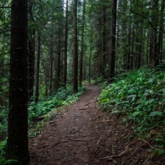 A well-trodden trail winding through the forest