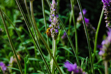 Blooming lavender filled with bees at the start of spring 2024. Beautiful violet, lilac plant in the sunlight. Bees heading to collect nectar with their proboscis extended