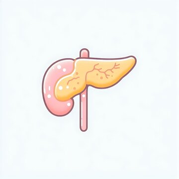 Human Pancreases , flat illustration of human body organ, graphics for medical education, treatment, hospital poster, banner