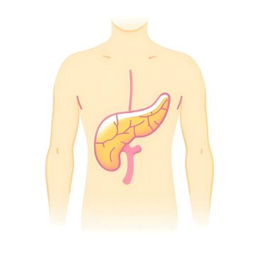 Human Pancreases , flat illustration of human body organ, graphics for medical education, treatment, hospital poster, banner