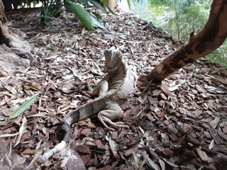 Iguane