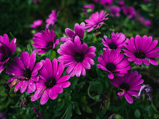 Purple flowers in the garden