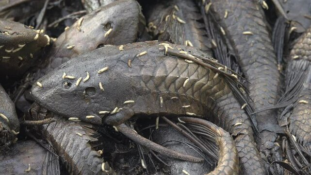 Group of dead sucker fish and worms crawling on dead fish