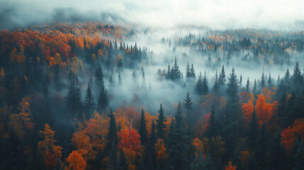 a bird's view of the Canadian forest in autumn covered by fog using an ultraviolet filter