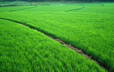 Green rice paddy on the rice field in summer at Seungbongdo Island near Ongjin-gun, South Korea