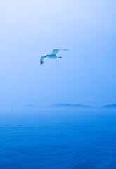 A seagull is flying on the sea of Seungbongdo Island near Ongjin-gun, South Korea