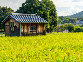 Obraz premium 実りを付けた田園と農機具小屋