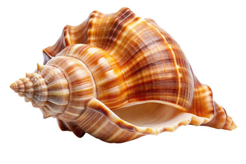 sea shell isolated on white background png