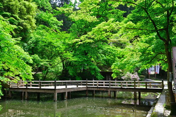 Obraz premium 加茂山公園（新潟県）
