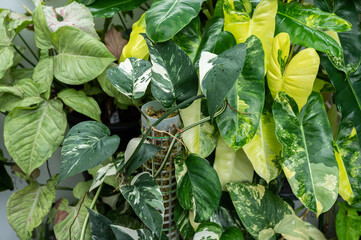 Group of variegated plants collecting in backyard as houseplants. Variegated plants are plants that...