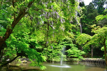 Fototapeta premium 加茂山公園（新潟県）
