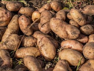 Harvested potatoes on the field 