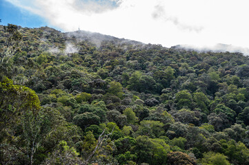 View of the forest in Kinabalu national park of Malaysia. Lowland dipterocarp forest occurs mainly to the north and east, covering about 35% of the park.