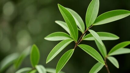  Vibrant green leaves in closeup perfect for naturethemed projects