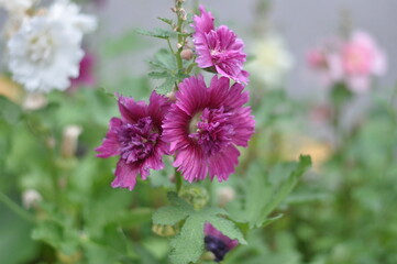 Obraz premium A bunch of purple flowers with green leaves. The flowers are in a garden