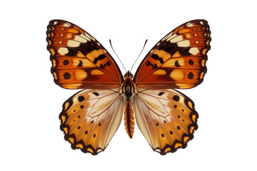 Close-up view of a vibrant butterfly with intricate patterns