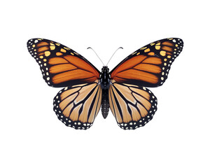 Fototapeta premium Beautiful monarch butterfly perched with wings spread wide