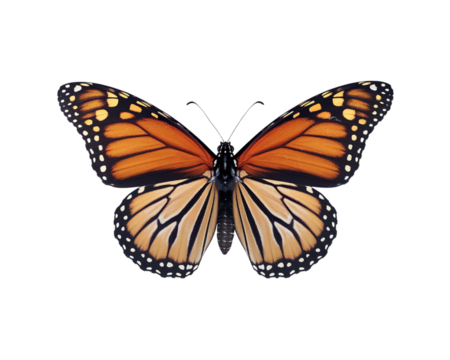 Beautiful monarch butterfly perched with wings spread wide
